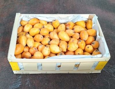 Foto Nespole Varietà Algar Calibro G Origine Spagna Marchio Ruchey 1